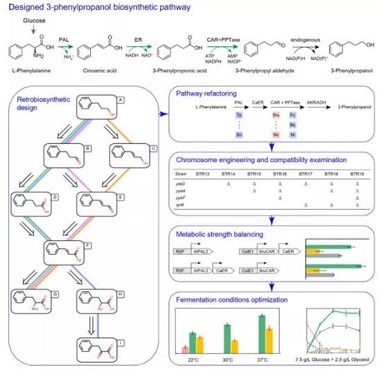 天大趙廣榮等采用逆生物合成方法在大腸桿菌中重構(gòu)3-苯丙醇代謝途徑