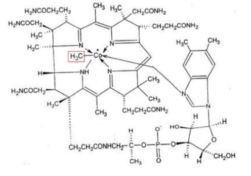 一文理清甲鈷胺與維生素 B12