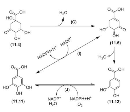 Biosynthesis of Protocatechuic Acid