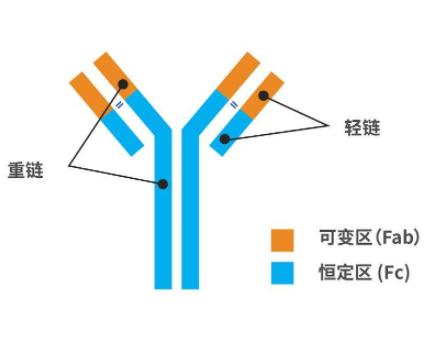 辣根過氧化物酶HRP標記親和純化山羊抗兔IGGWestern檢測