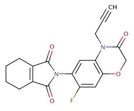 丙炔氟草胺的作用機制