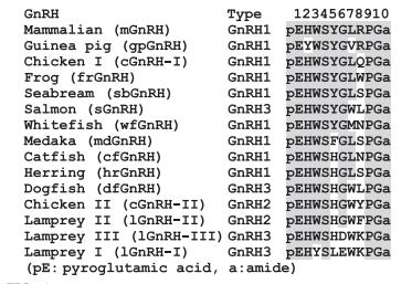 primary structure of GnRH