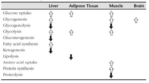 Biological functions of insulin