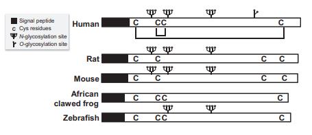 Structure of Erythropoietin