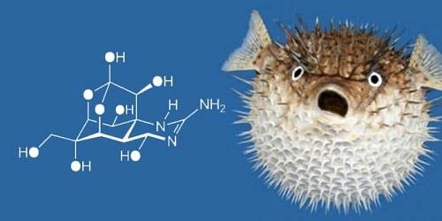 TETRODOTOXIN.jpg