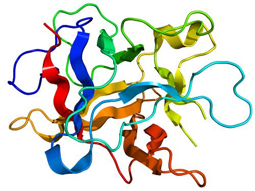 Trypsin-1.png