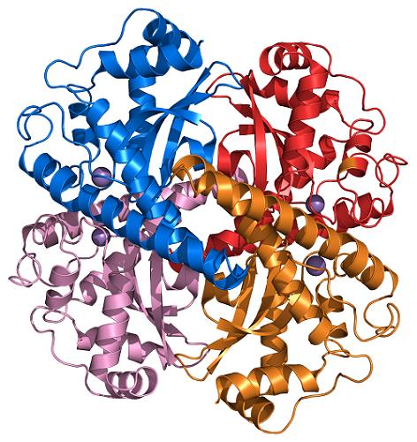 Superoxide dismutase.png