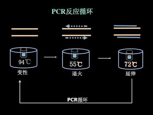 Taq DNA聚合酶及其功能特性