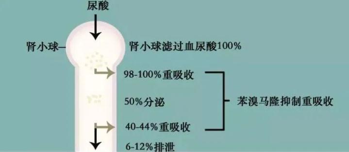 苯溴馬隆的代謝