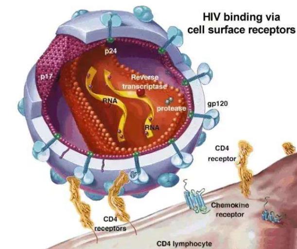 細胞中阻斷HIV病毒復制