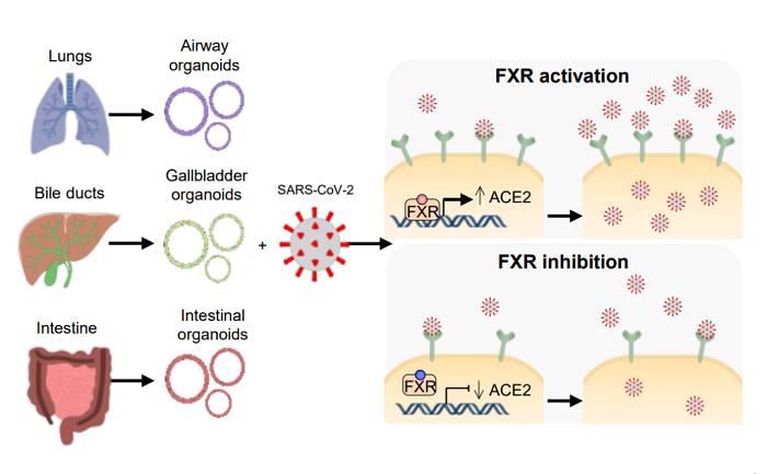 FXR調(diào)節(jié)ACE2表達(dá)和SARS-CoV-2感染.png