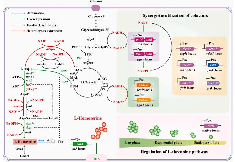 L-高絲氨酸在大腸桿菌中的生物合成途徑及菌株構(gòu)建策略.png