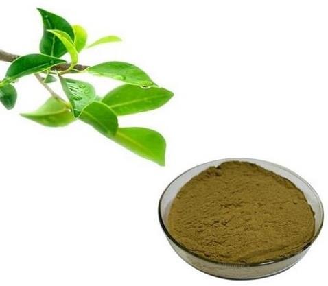 Tea polyphenol.jpg