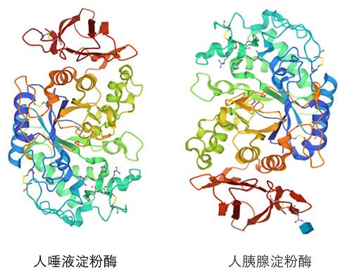 淀粉酶高一定是胰腺炎嗎？