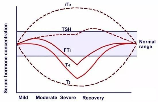 在LT3S的不同時期，血中甲狀腺激素水平是不斷變化的.jpg