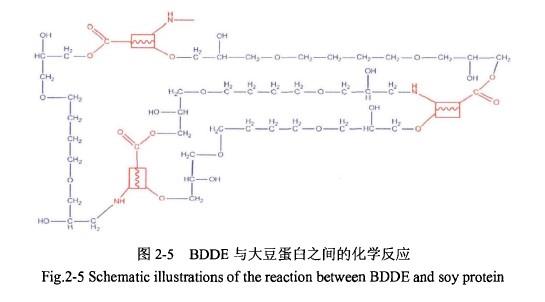 BDDE與大豆蛋白之間的化學(xué)反應(yīng).jpg