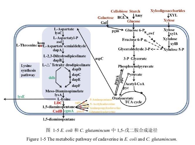 微生物從頭合成1,5-二氨基戊烷.jpg