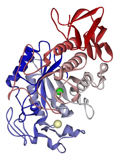 alpha-Amylase.png