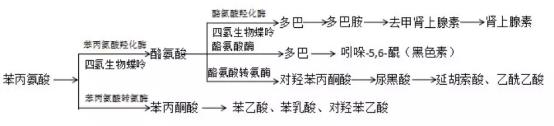 必需氨基酸--苯丙氨酸