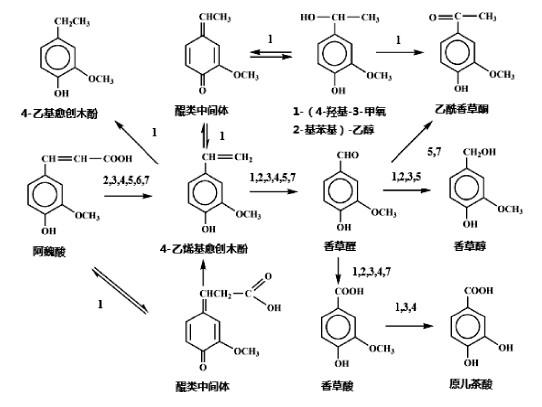 微生物發(fā)酵法合成4-乙烯基-2-甲氧基苯酚.jpg