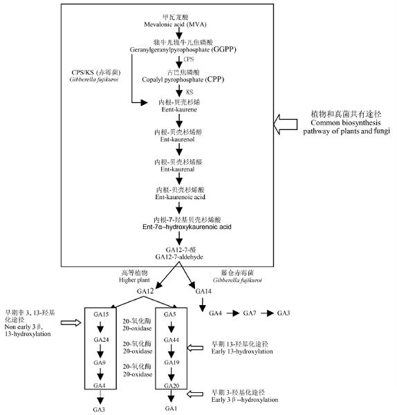 赤霉素合成途徑示意圖