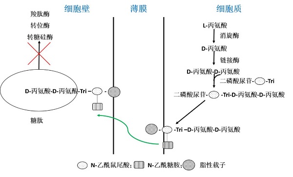 替考拉寧的作用機制