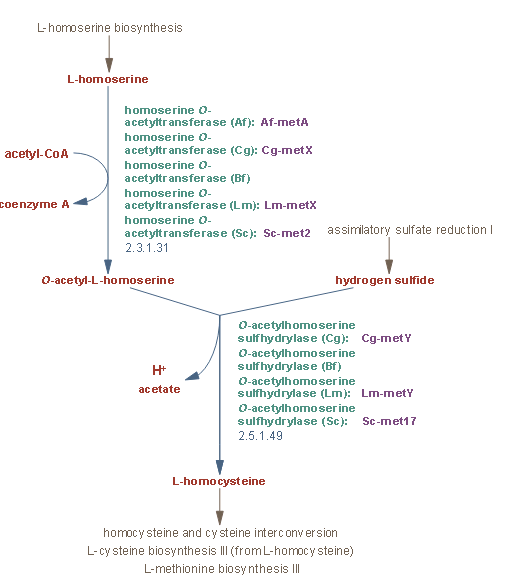 L-homocysteine biosynthesis