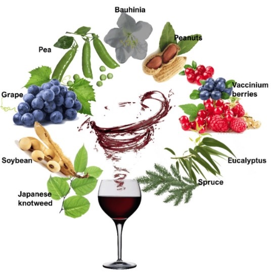 Resveratrol