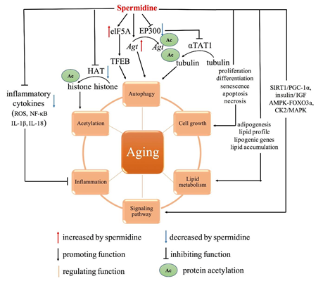 Molecular and cellular mechanisms of Spermidine