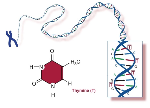 Thymine