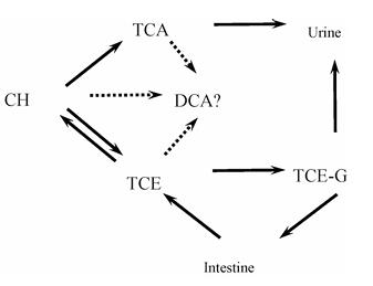 Figure 1 General outline of chloral hydrate metabolism and the enterohepatic circulation of trichloroethanol–glucuronide