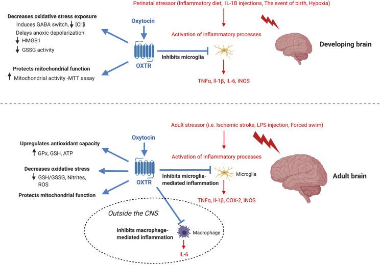 Figure 1 Oxytocin acts as an anti-inflammatory molecule for the nervous system in the presence of stressors 