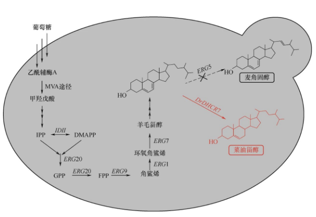 釀酒酵母體內(nèi)菜油甾醇生物合成途徑