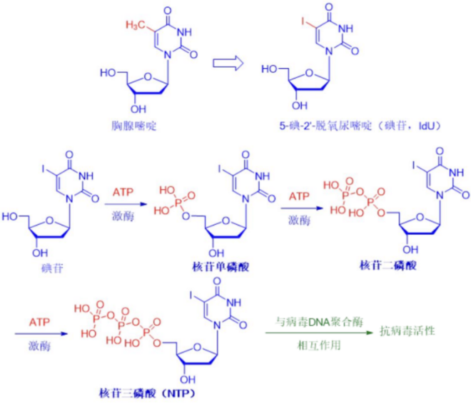 碘苷 作用機制