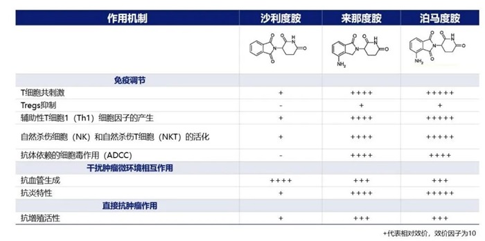 表1 IMiDs的主要作用機制總結(jié)