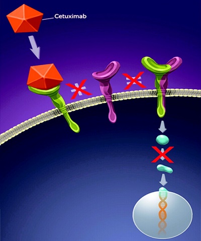 Cetuximab