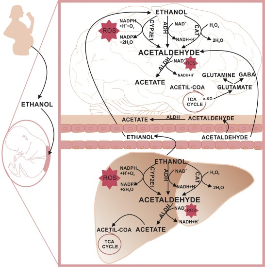 Sources of acetaldehyde