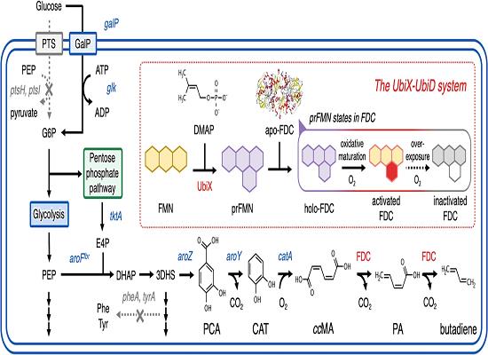 Figure 1. Biosynthesis of 1,3-Butadiene.png