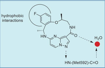 Figure 2. Putative interactions of repotrectinib–TRKA.