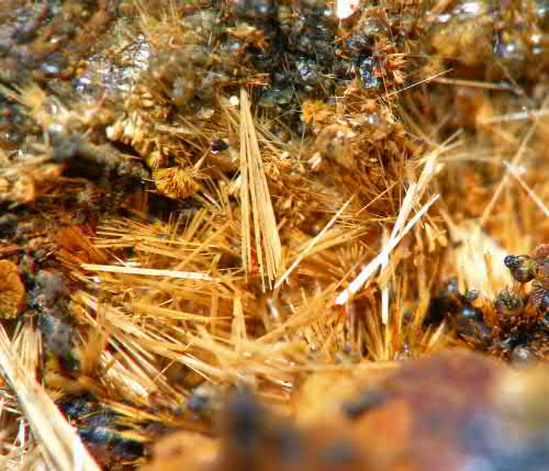 FIGURE 7. Strunzite, Mn21Fe31 2 PO4 e T2 OH e T2 6H2O, golden straw-like crystals scattered randomly to 4 mm in vuggy matrix with yellow laueite, Mn21Fe31 2 PO4 e T2 OH e T2 8H2O