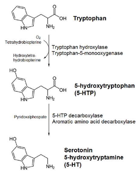 Serotonin biosynthesis