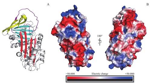 Fig2. Protease inhibitor