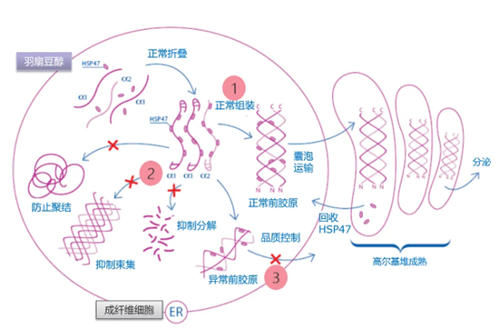 羽扇豆醇作用機制