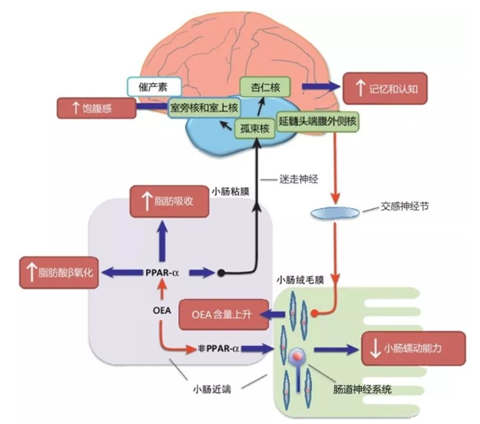 油酰單乙醇胺的生理功能