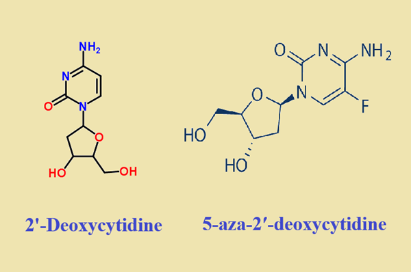 2'-Deoxycytidine and 5-aza-2′-deoxycytidine