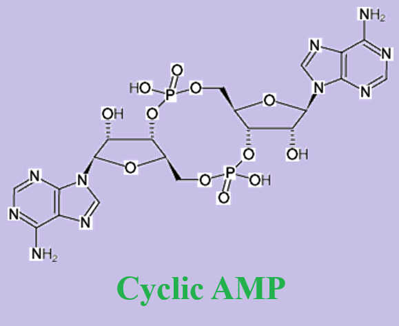 Cyclic AMP