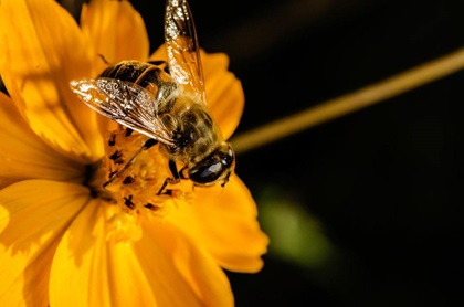 蜂毒肽來(lái)源于工蜂分泌的蜂毒