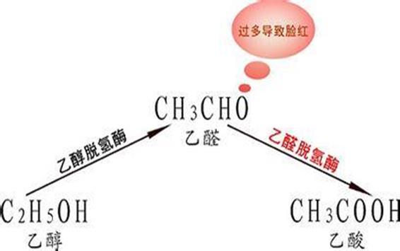 乙醛脫氫酶的結(jié)構(gòu)性質(zhì)與分布情況