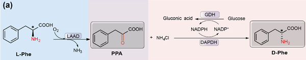 D-Phenylalanine