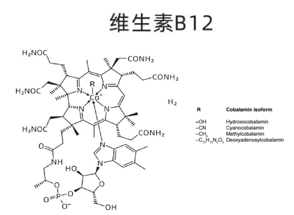 如何檢測食品中的維生素B12？